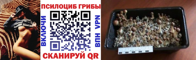 ОМГ ОМГ ссылка  Сибай  Псилоцибиновые грибы ЛСД 